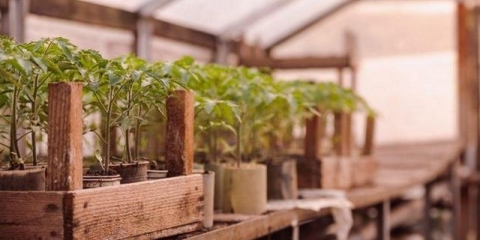 Prerasle sadnice paradajza - šta učiniti